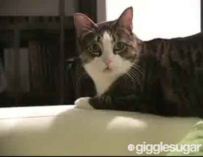 Why Is My Cat Staring At Me?!